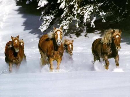 au galop